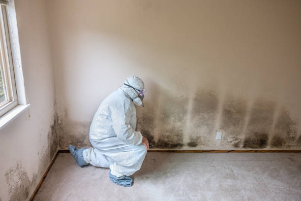 Why You Should Choose Our Mold Remediation Services in Lexington, OH